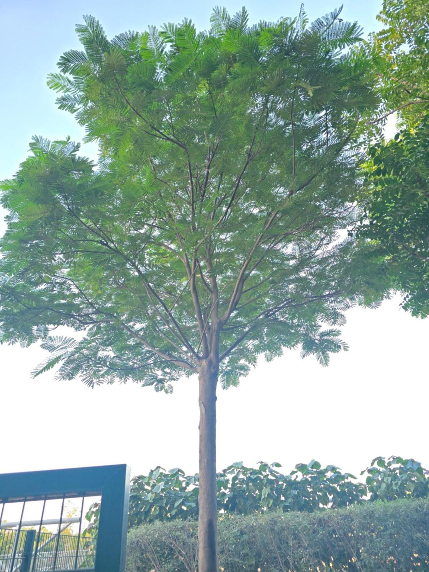 Shiro Elegant Living Apartment *